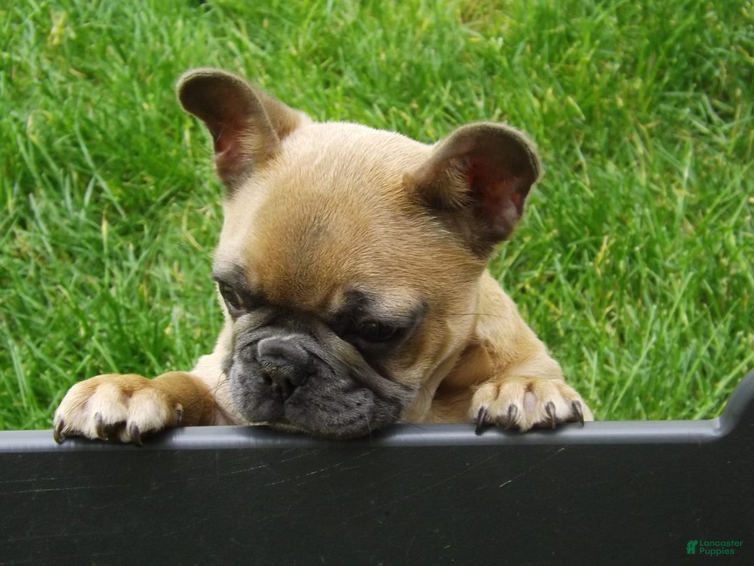 French Bulldog dogs for sale: Buddy - Image 10