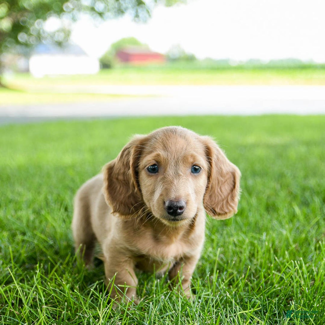 Miniature Dachshund dogs for sale: Fuzzie - Image 1