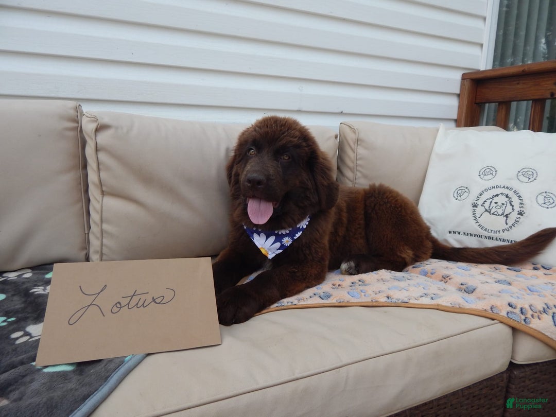 Newfoundland dogs for sale: Lotus - Image 1