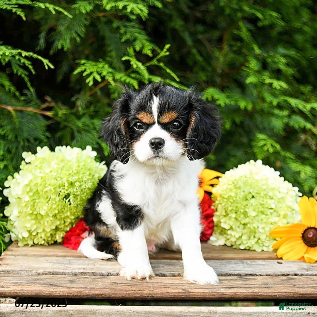 Cavalier King Charles Spaniel dogs for sale: Mason - Image 5