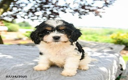Cavapoo dogs for sale: Lux - Image 5