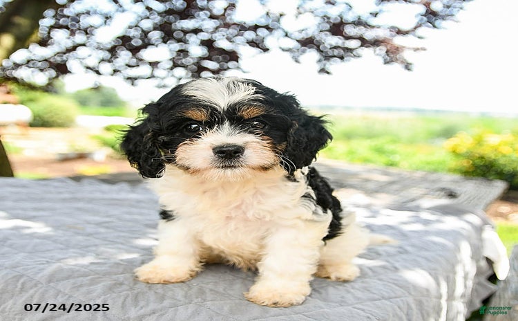 Cavapoo dogs for sale - Ad 1