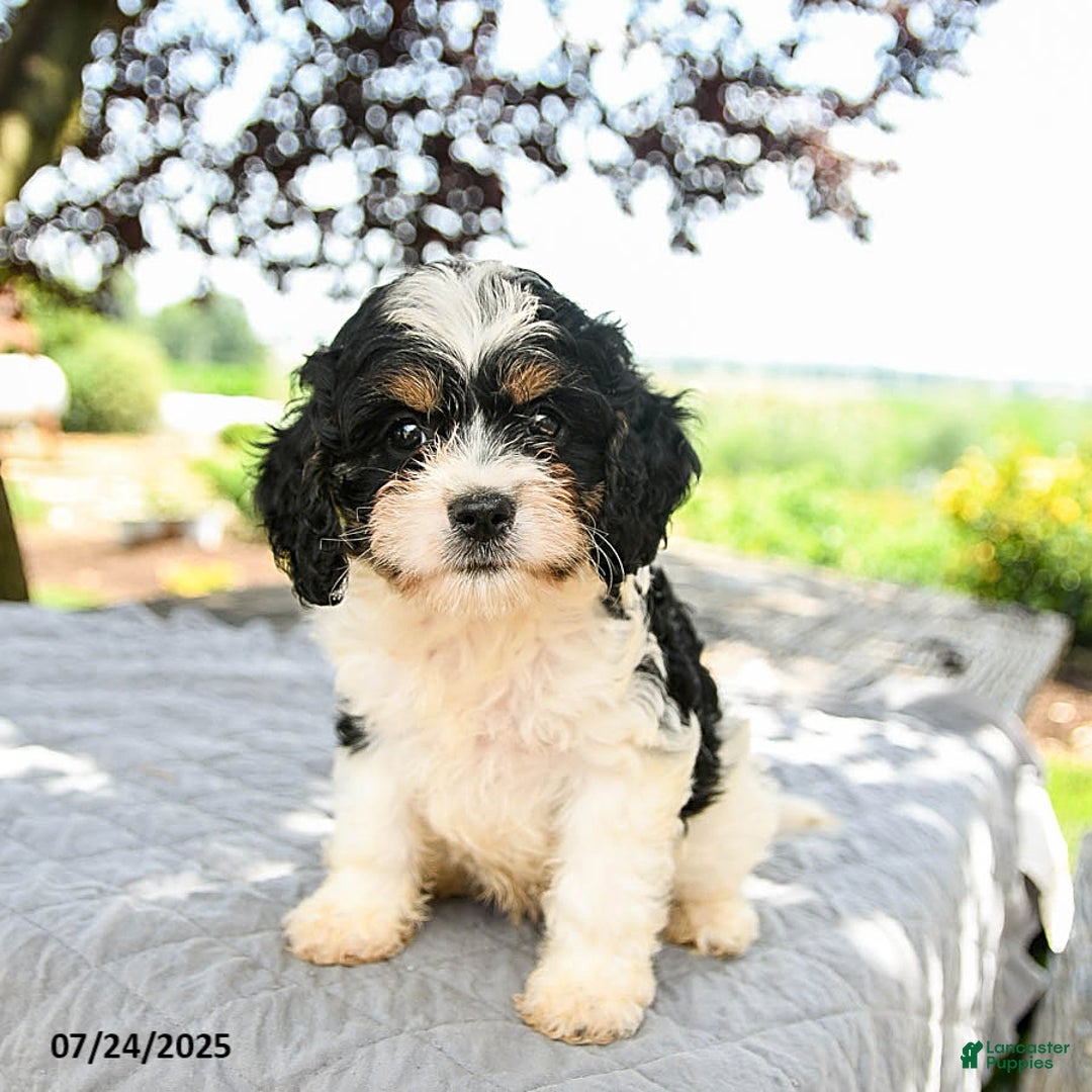 Cavapoo dogs for sale: Lux - Image 5