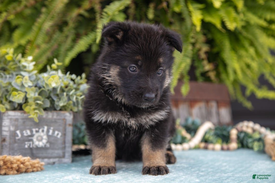 German Shepherd dogs for sale: Aspen - Image 2