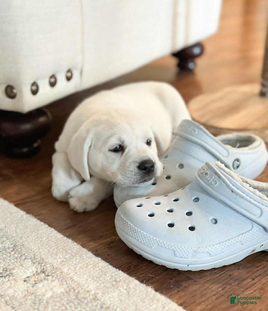 Labrador Retriever dogs for sale: Olivia - Image 8