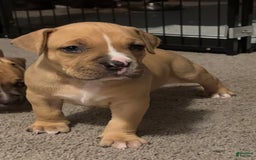 American Bully dogs for sale: Chase - Image 4