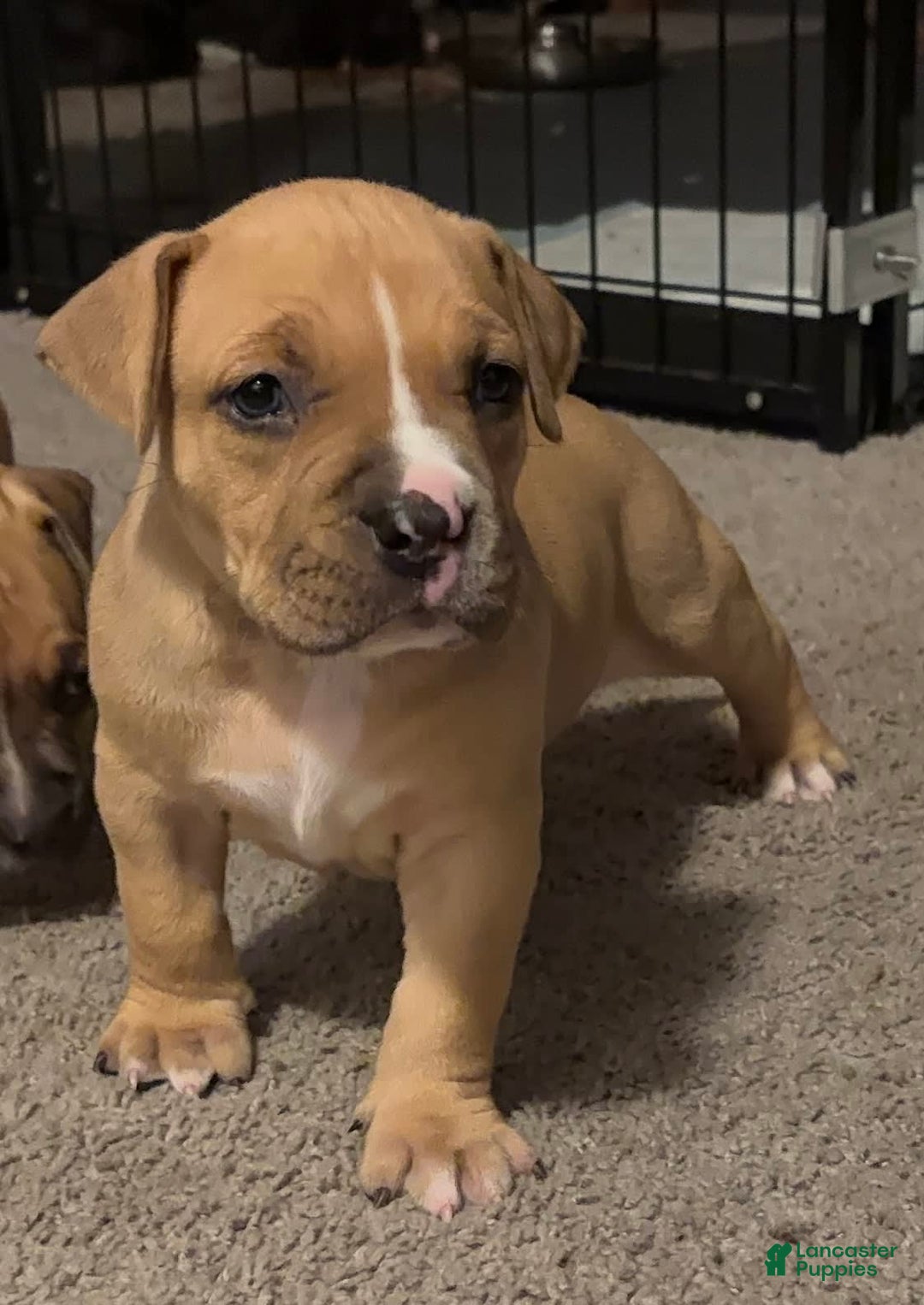 American Bully dogs for sale: Chase - Image 4