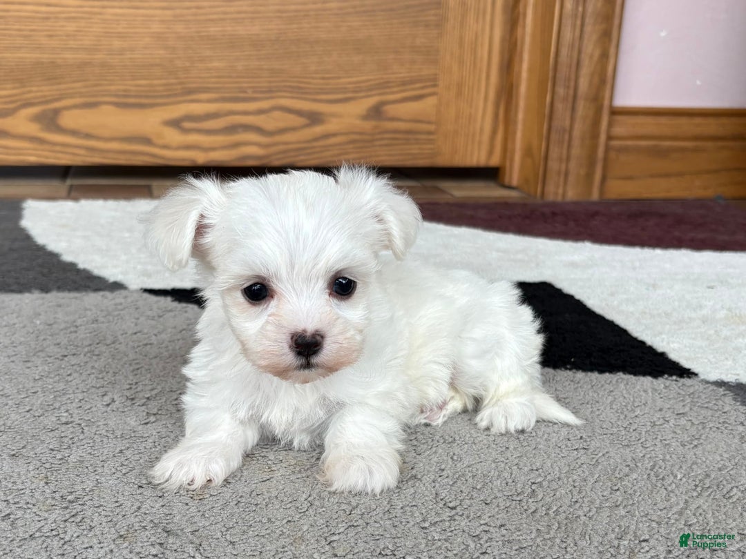 Coton De Tulear dogs for sale: Nadine - Image 3