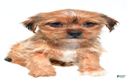 Shorkie dogs for sale: Wendy - Image 4