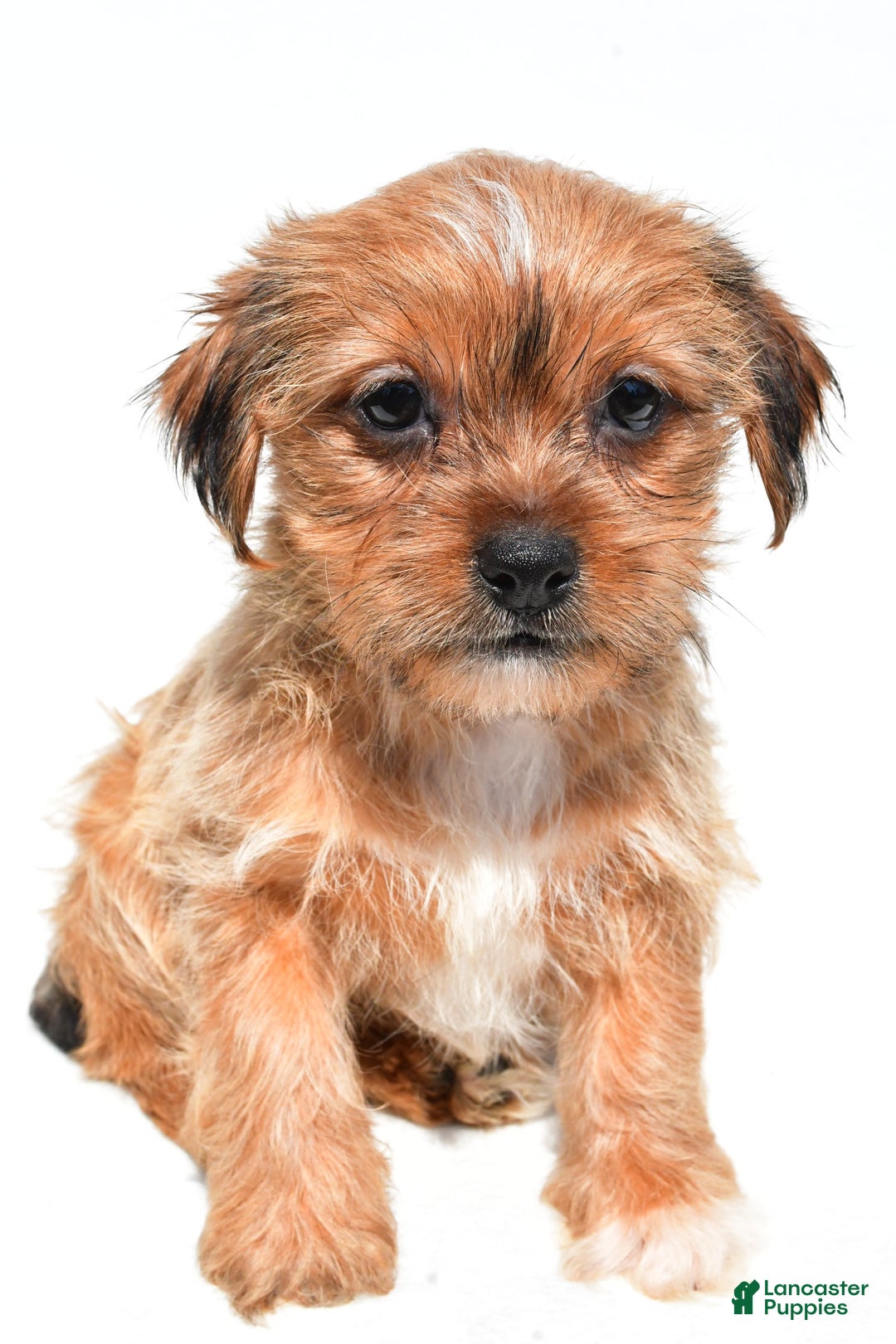 Shorkie dogs for sale: Wendy - Image 4