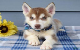 Siberian Husky dogs for sale: Cleo - Image 7