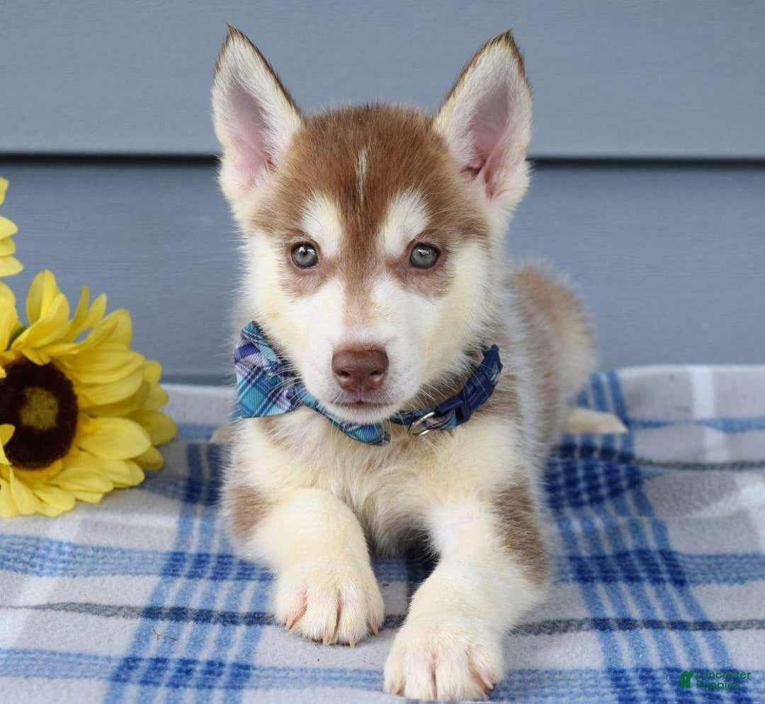 Siberian Husky dogs for sale: Cleo - Image 7