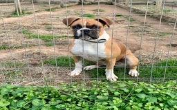 Boxer dogs for sale: Boxer - Image 4