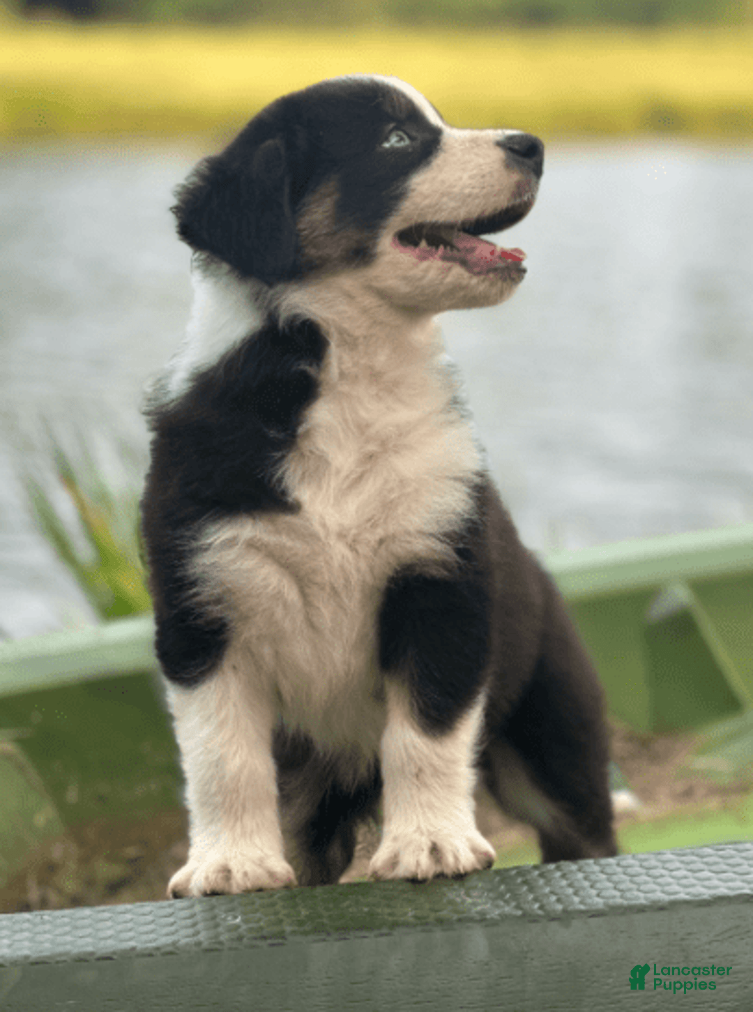 Australian Shepherd dogs for sale: Luna - Image 10
