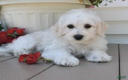 Schnoodle dogs for sale: Lily - Image 14