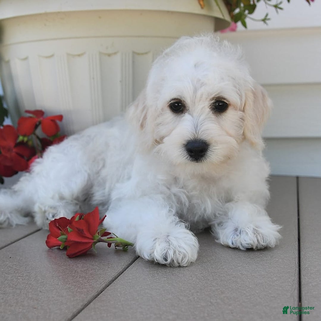 Schnoodle dogs for sale: Lily - Image 14