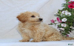 Bichpoo dogs for sale: Ernie - Image 2