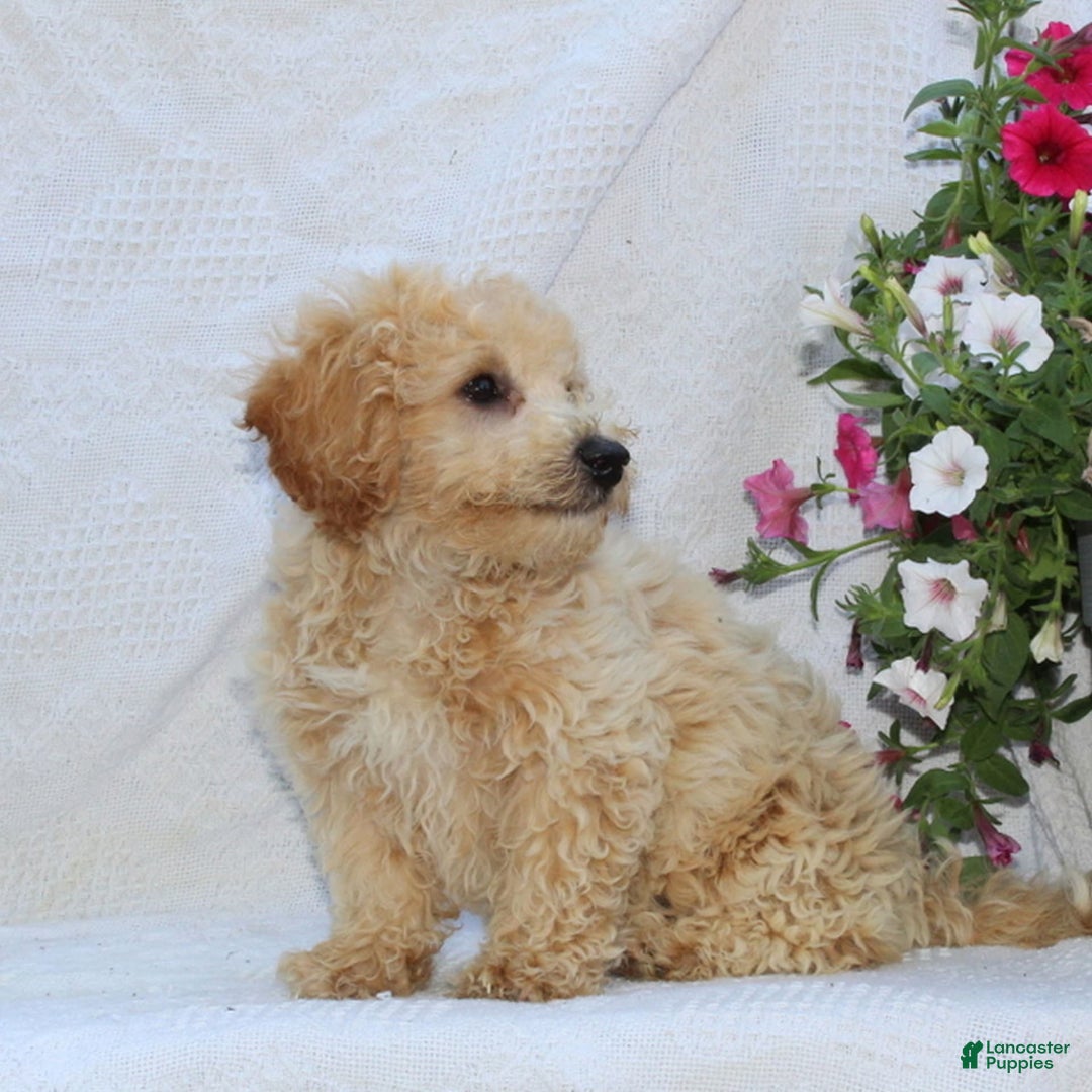 Bichpoo dogs for sale: Ernie - Image 2