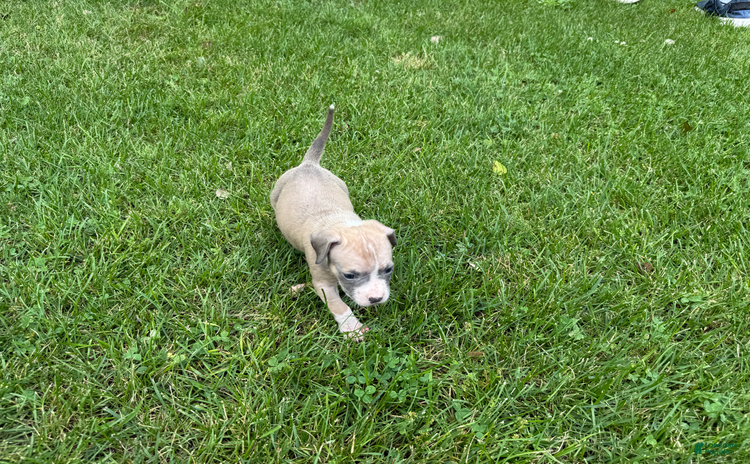 American Pit Bull Terrier dogs - Advert 5