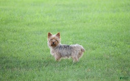 Yorkshire Terrier dogs for sale: Rocky - Image 5