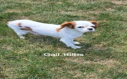Cavapoo dogs for sale: Vito - Image 7