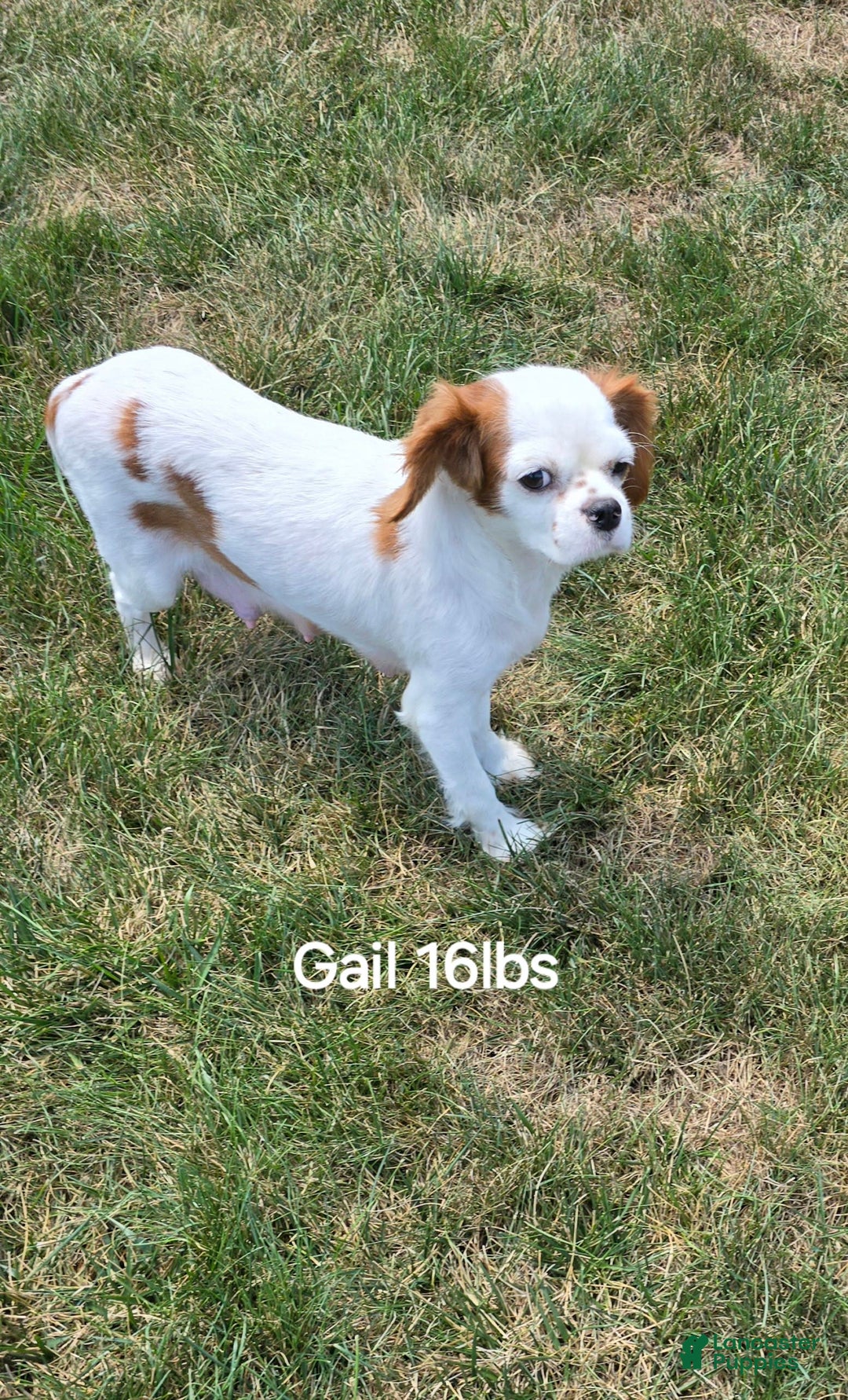 Cavapoo dogs for sale: Vito - Image 7