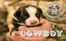 Miniature Australian Shepherd dogs for sale: Cowboy - Image 2