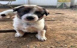 Australian Cattle Dog dogs for sale: Penny - Image 2