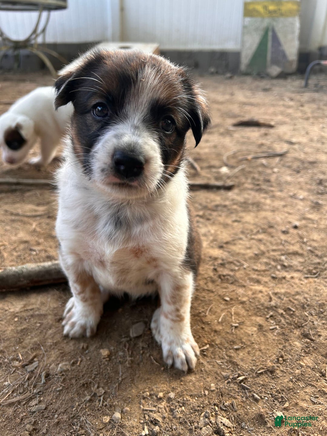 Australian Cattle Dog dogs for sale: Penny - Image 2