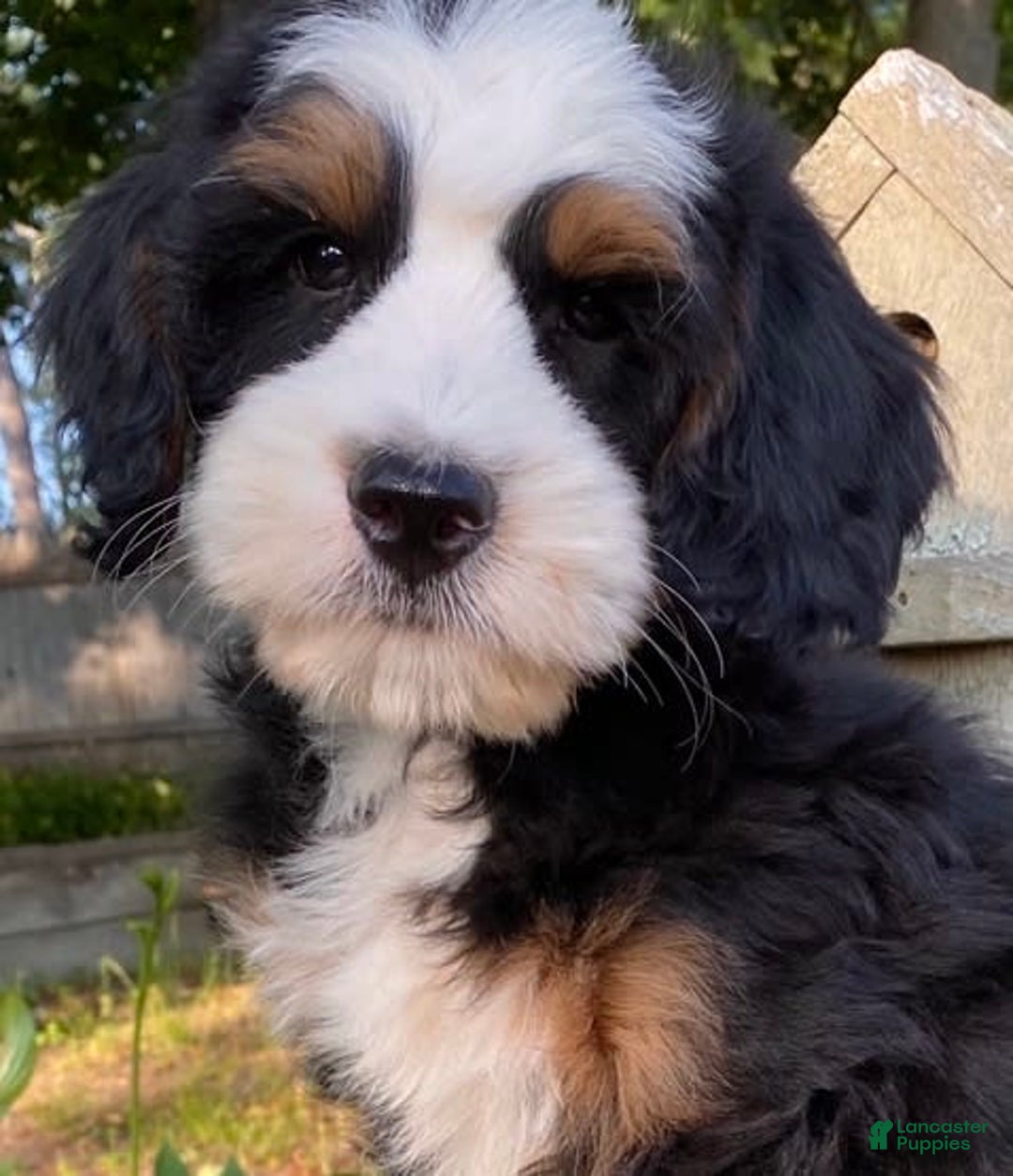 Mini Bernedoodle dogs for sale: ❤️ Boston Ma ❤️ Mini Bernedoodle - Image 16