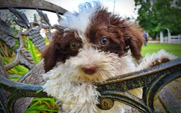 Havapoo dogs for sale: Bella - Image 6