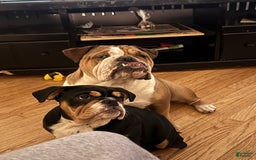 English Bulldog dogs for sale: Olivia - Image 4