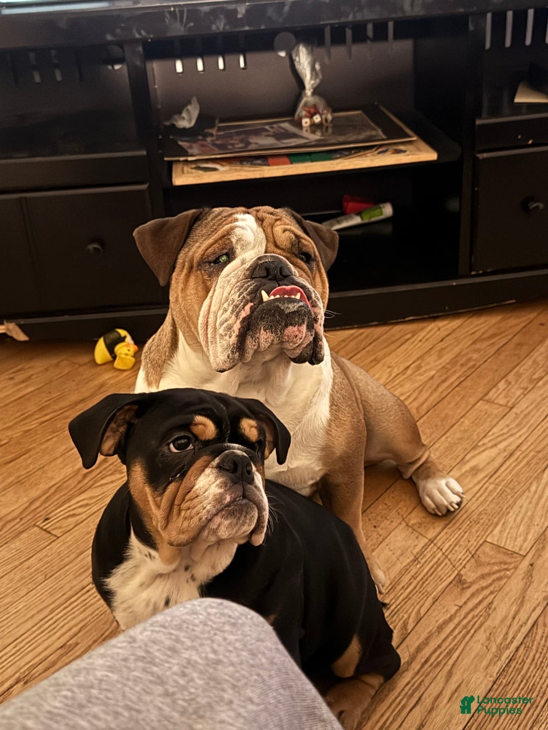 English Bulldog dogs for sale: Olivia - Image 4