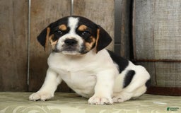 Beabull dogs for sale: Wynona - Image 9