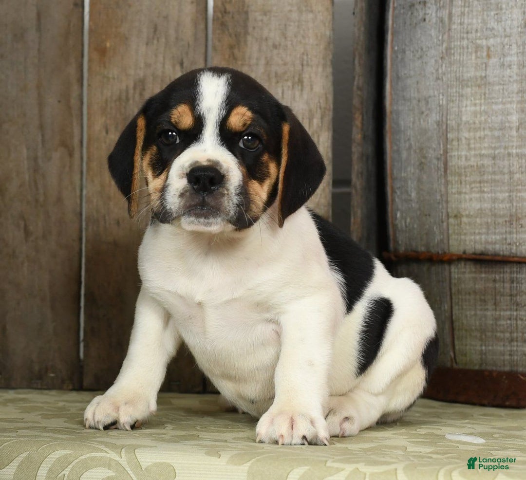 Beabull dogs for sale: Wynona - Image 9