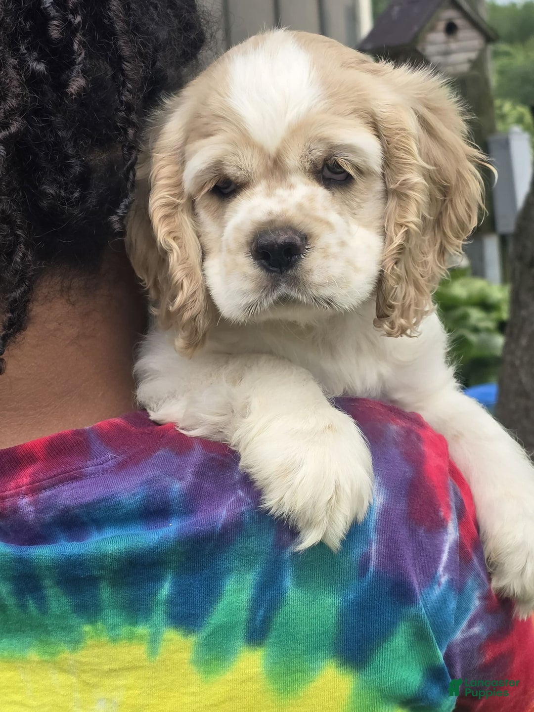 Cocker Spaniel dogs for sale: Bently - Image 4