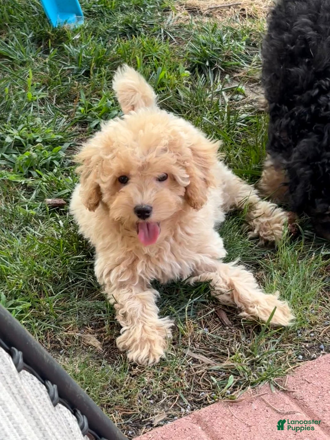 Miniature Poodle dogs for sale: Mila - Image 5