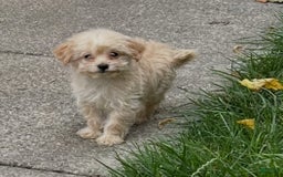Havapoo dogs for sale: Tiny Saga - Image 3