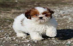 Shihpoo dogs for sale: Buster - Image 19