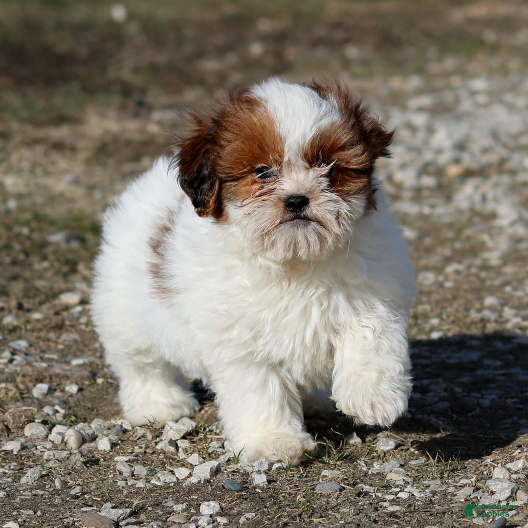 Shihpoo dogs for sale: Buster - Image 19