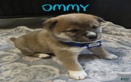 Shiba Inu dogs for sale: Ommy - Image 1