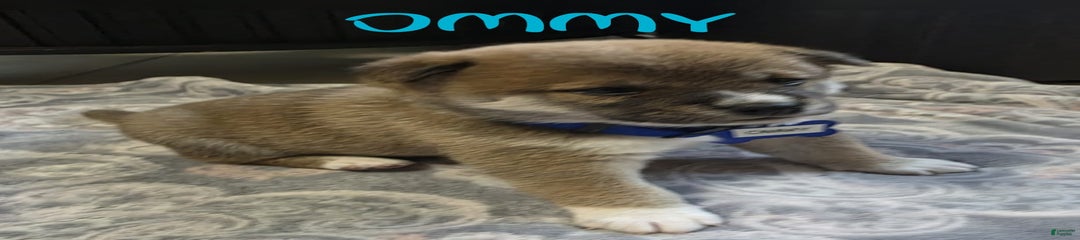 Ommy