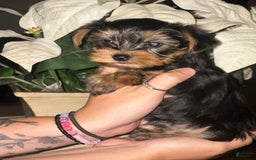 Yorkshire Terrier dogs for sale: Boy 2 - Image 1