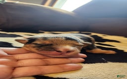 Catahoula Leopard Dog dogs for sale: Paris - Image 2