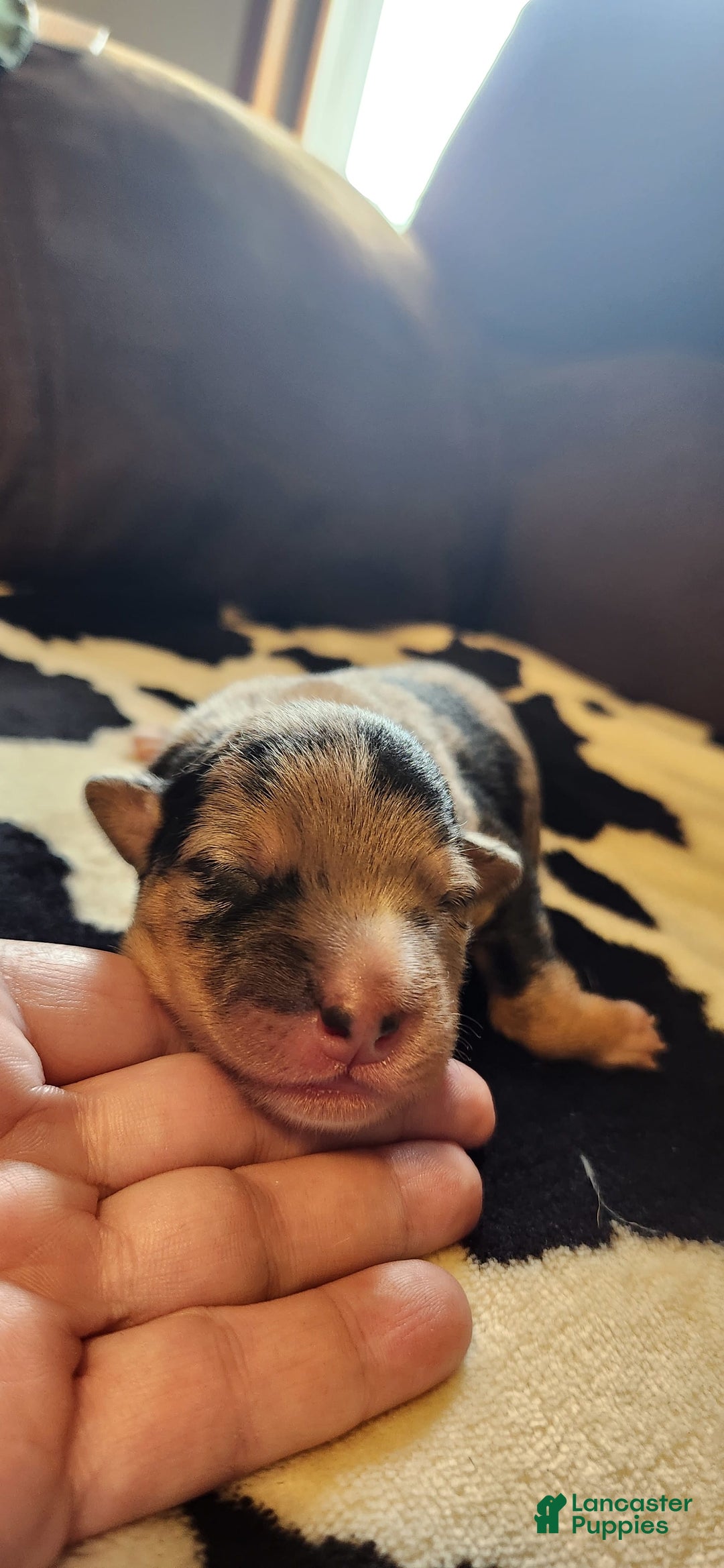 Catahoula Leopard Dog dogs for sale: Paris - Image 2