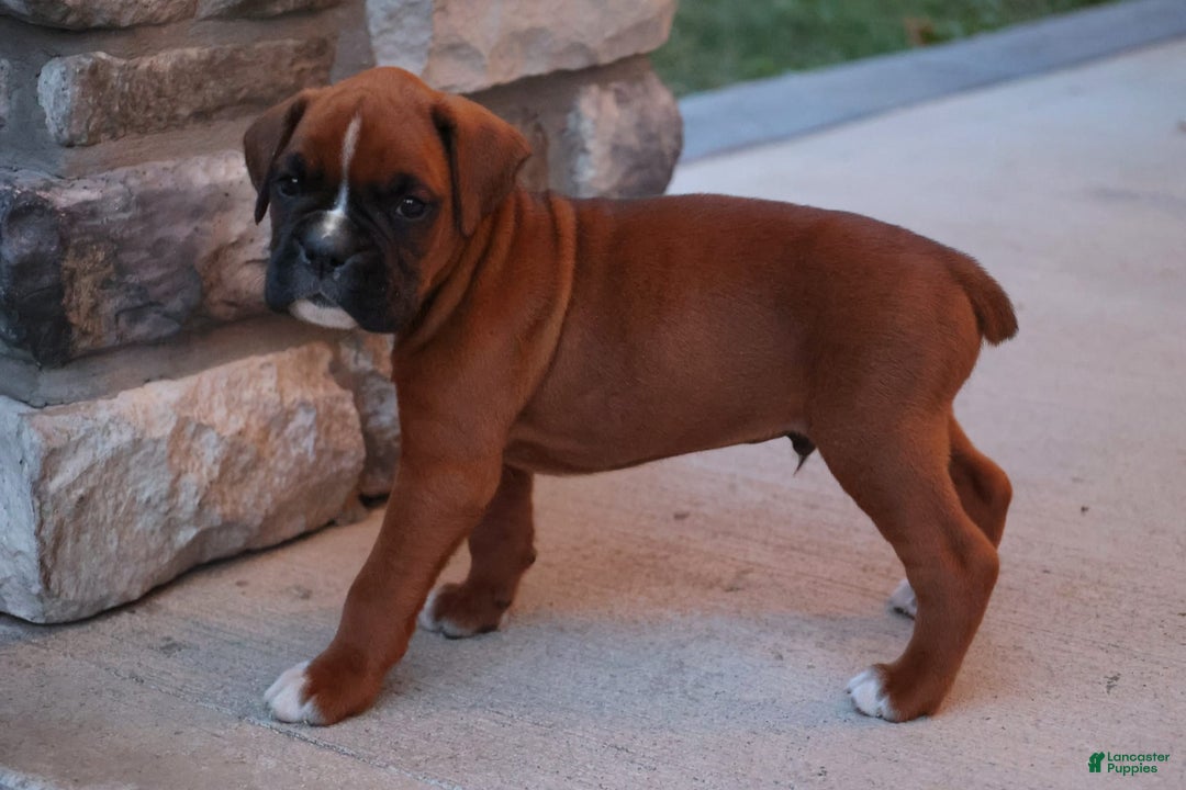 Boxer dogs for sale: Boxer 6 puppies - Image 2