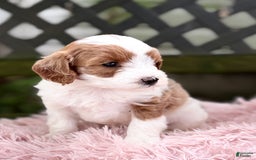 Cavapoo dogs for sale: Brady - Image 2