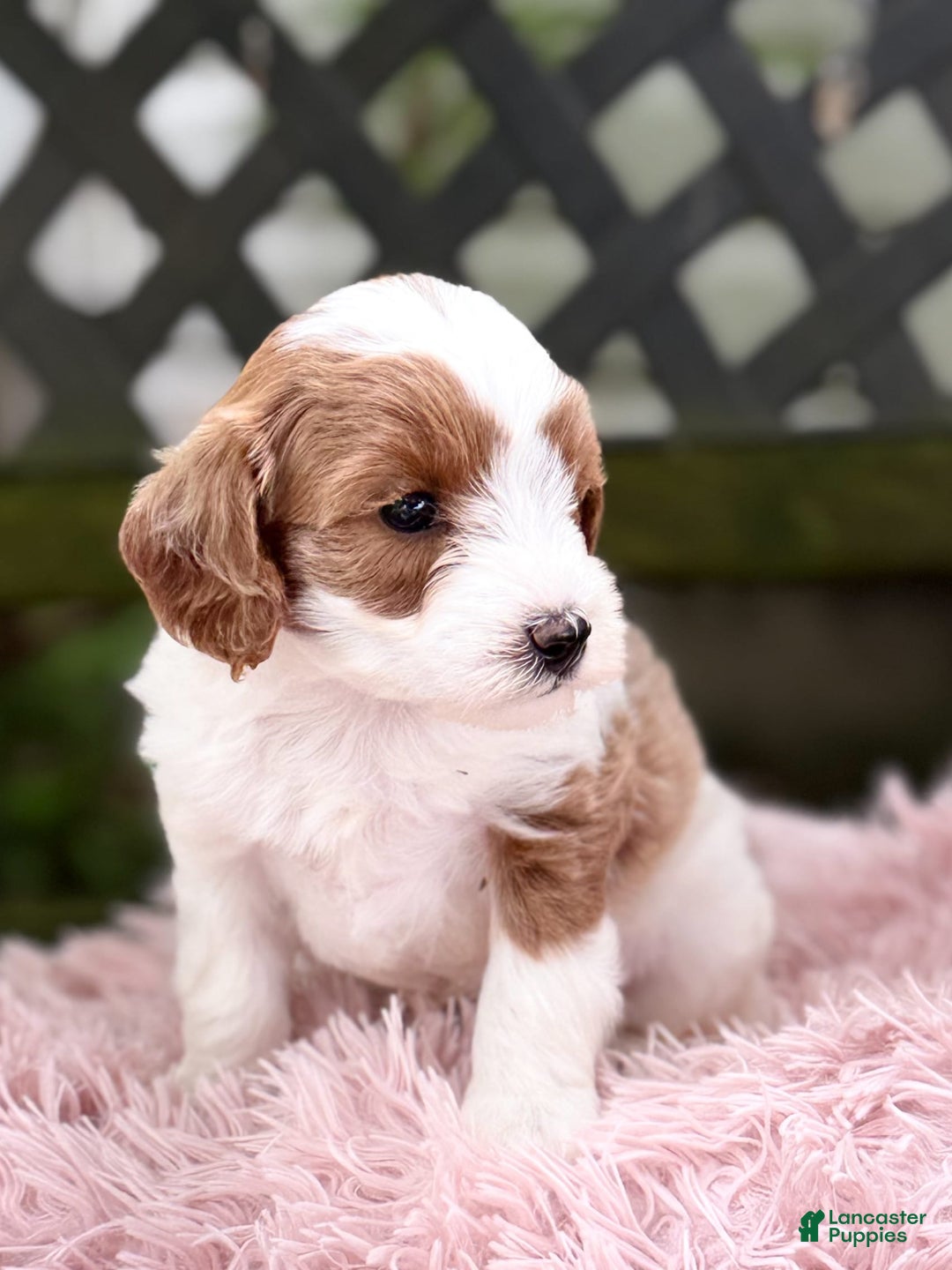 Cavapoo dogs for sale: Brady - Image 2