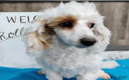 Miniature Poodle dogs for sale: Prilla - Image 2