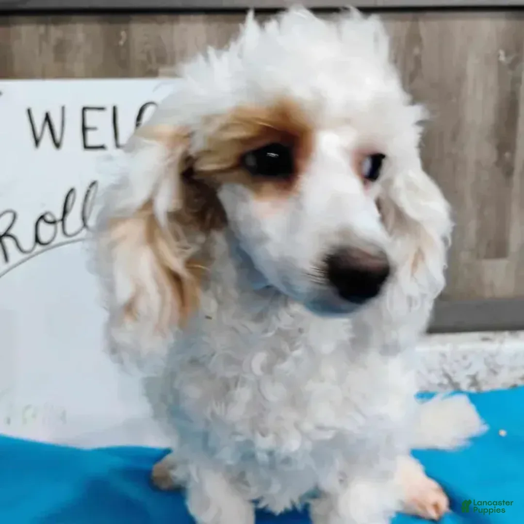 Miniature Poodle dogs for sale: Prilla - Image 2